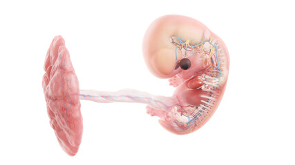 3d rendered medically accurate illustration of a human embryo anatomy - week 8