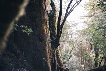 Winter Yaskuhima forest in Kyusyu Japan(World Heritage in Japan)