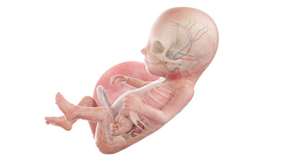 3d rendered medically accurate illustration of a human fetus anatomy- week 14