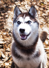 siberian husky portrait