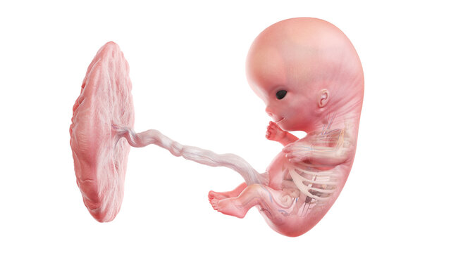 3d rendered medically accurate illustration of a human fetus anatomy - week 10