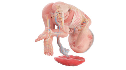 3d rendered medically accurate illustration of a human fetus anatomy - week 27