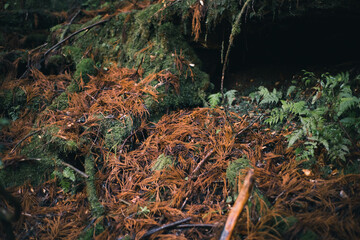 Winter Yaskuhima forest in Kyusyu Japan(World Heritage in Japan)