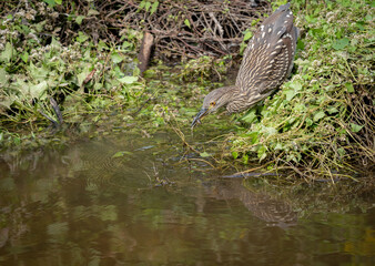 Black Crowned Night Heron Fishing