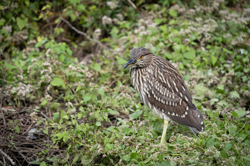 Black Crowned Night Heron Fishing