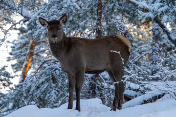 Fototapeta premium The young Bukhara deer or Cervus elaphus in a winter pine forest. Burabay National Park, Aqmola Region, Kazakhstan.