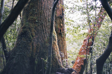 Winter Yaskuhima forest in Kyusyu Japan(World Heritage in Japan)