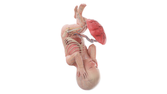 3d rendered medically accurate illustration of a human fetus anatomy - week 42