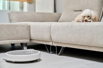 Robot vacuum cleaner cleaning with dog eating bone on sofa at home