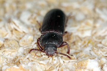 mealworm beetle Tenebrio molitor, a species of darkling beetle pest of grain and grain products as well as home products