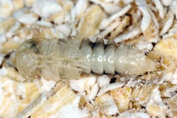 Pupa of mealworm beetle Tenebrio molitor, a species of darkling beetle pest of grain and grain products as well as home products