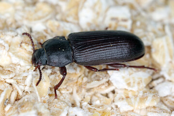 mealworm beetle Tenebrio molitor, a species of darkling beetle pest of grain and grain products as...