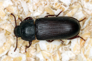mealworm beetle Tenebrio molitor, a species of darkling beetle pest of grain and grain products as well as home products