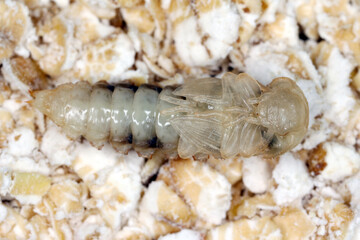 Pupa of mealworm beetle Tenebrio molitor, a species of darkling beetle pest of grain and grain products as well as home products