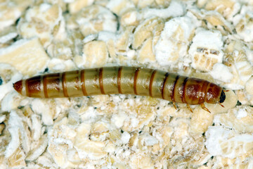 Mealworms are the larval form of the mealworm beetle, Tenebrio molitor, a species of darkling beetle pest of grain and grain products as well as home products