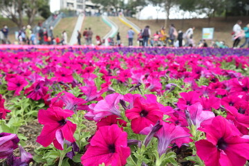 flowers playground and family design for leisure and flamily activity on holidays 
