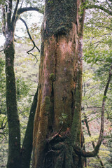 Winter Yaskuhima forest in Kyusyu Japan(World Heritage in Japan)