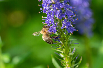 Ehrenpreis mit Biene