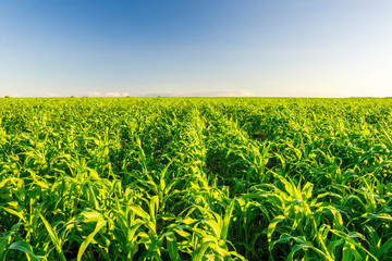 Amazing view at beautiful summer corn shiny field with young green corn, picturesque sky and rows leading far away, valley landscape