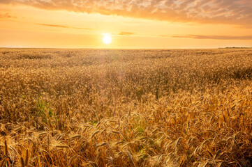 Amazing view at beautiful summer golden wheaten field with beautiful sunny sky on background, rows leading far away, valley landscape