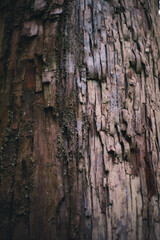 Winter Yaskuhima forest in Kyusyu Japan(World Heritage in Japan)