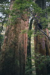 Winter Yaskuhima forest in Kyusyu Japan(World Heritage in Japan)