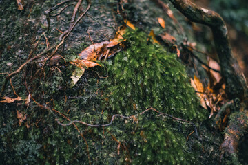 Winter Yaskuhima forest in Kyusyu Japan(World Heritage in Japan)