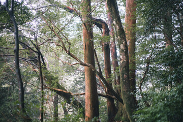 Winter Yaskuhima forest in Kyusyu Japan(World Heritage in Japan)