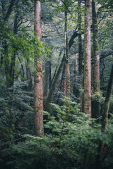 Fototapeta premium Winter Yaskuhima forest in Kyusyu Japan(World Heritage in Japan)