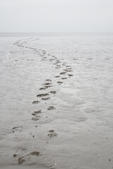 Hiker's footprints in the tidal flat on a grey and stormy day (vertical image), Burhave, Lower...
