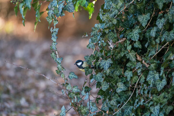 Kohlmeise im Efeu