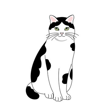 白黒猫 Images Browse 400 Stock Photos Vectors And Video Adobe Stock