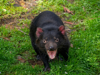 Fototapeta premium タスマニアデビル 口を開けて牙を見せる 