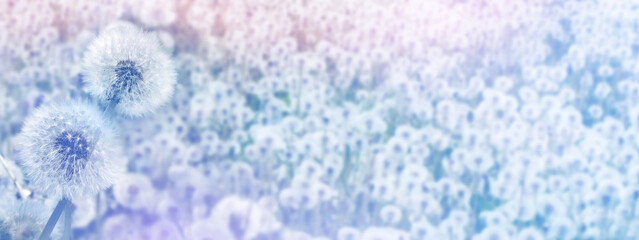Dandelions in field the sun. Flower blurred panorama.  Natural background in pastel colors.