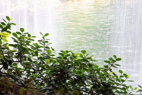 grass waterfall near Admiralty, Hong Kong Zoological and Botanical Gardens © James Jiao