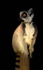 Fototapeta premium Lémurien maki catta