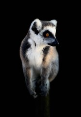 Lémurien maki catta