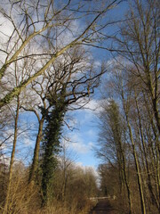 Efeubewachsener Baum