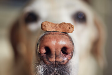 Close-up view of funny dog with biscuit. Labrador retriever balancing treat on his snout..