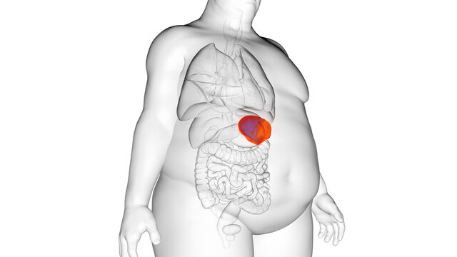 3d rendered illustration of an obese mans spleen