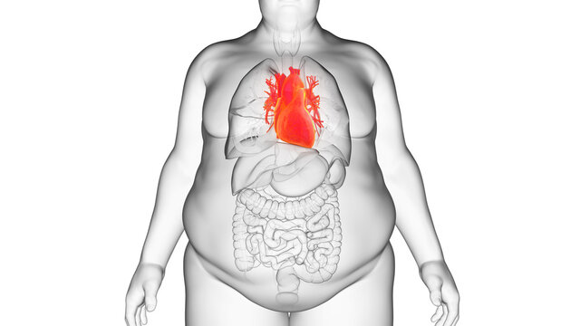 3d rendered illustration of an obese mans heart