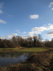 B&auml;ume an einer Wiese am Wasser