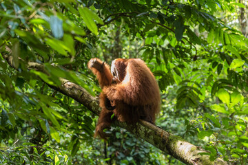 Free, wild, male Sumatran orangutan in Gunung Leuser National Park on the Indonesian island of Sumatra. Near the village of Ketambe, these wonderful animals can be observed in the jungle.