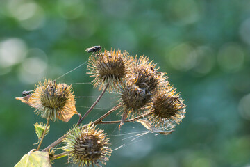 Fliegen auf verdorrten, mit Spinnfäden durchzogenen Disteln vor schönem, weichem Bokeh.