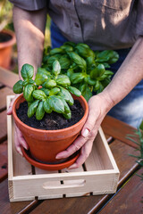 Woman putting planted basil herb at wooden crate on table. Spring herbal gardening
