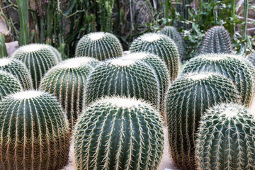 Prickly body of hedgehog cactus plant - latin Echinopsis tubiflora - native to Argentina, in a botanical garden.