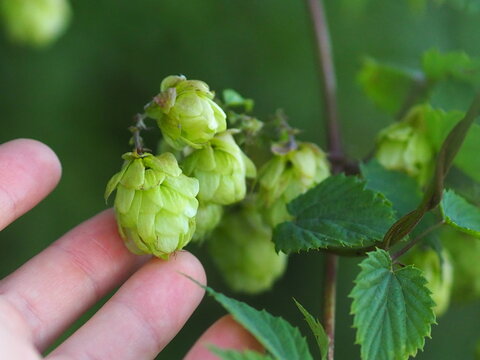 Chmiel Bilder Durchsuchen 398 Archivfotos, und Videos