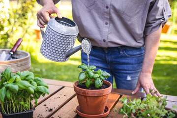 Planting and gardening in garden at spring. Woman watering planted basil herb in flower pot on table. Organic herbal garden