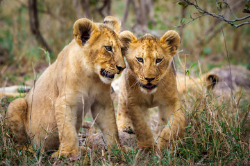 Lion (Panthera leo) cubs. Mpumalanga. South Africa.