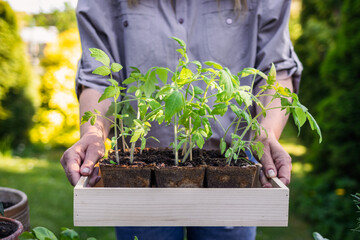 Woman gardener holding tomato seedling in crate ready for planting in organic garden. Planting and...